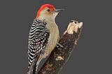 Top 5 Facts About Red-Bellied Woodpeckers