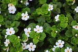 Brahmi Bacopa monnieri leaf increases memory, concentration, focus, and reduces anxiety and depression. Brahmi is useful in Postpartum depression as well.