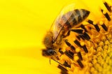 Do neonicotinoids have a sting in their tail?