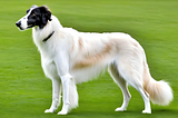 BORZOI: An Elegant and Graceful Russian Wolfhound