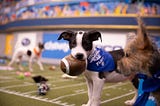 NFL LIVE Puppy Bowl 2020 Live Stream FREE Kitten Bowl FooTball GaMe