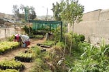 A photo of green bushes, grass and small trees growing in a small plto of land. There is a large wall on the right hand side. Two people in the distance, on the left of the photo, are bending over and tending to the plants. The sky is bright but cloudy.