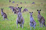The Kangaroo — The Australian Symbol — Tim’s Weird & Wonderful World