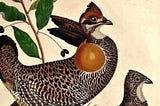 Heath Hens: Booming Ben and the End of a Species