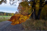 Spinning Leaf