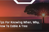 5 Tips For Knowing When, Why & How To Cable A Tree