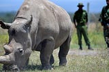 Northern White Rhinos: One Last Chance.