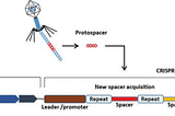 What is CRISPR?