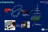 An Introduction to Genomic Sequencing