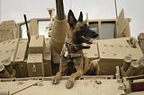 10 Bravest Military Dogs of All Time