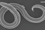 Did You Know? | 46,000-Year-Old Nematode Was Resurrected From the Siberian Permafrost?