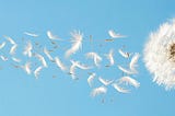 Adobe Stock images (Beautiful flying dandelion seeds in the Wind on blue sky.) By suthisak