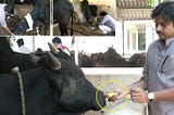 Pawan Kalyan’s Commitment to Protect Cows: A Reverence for Goshala Welfare