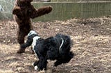 giant bear dog on hind legs playing with a smaller dog