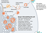 Understanding COVID Vaccines