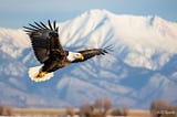 The Majestic Bald Eagle: A Journey Through the Plains and Mountains