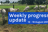 📝 Weekly Progress Update — 13 to 19 Aug