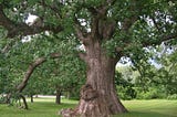 To Topple a White Oak in a Post-War Suburb