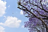 Volare, oh, oh! (I)