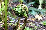 A photograph of lady fern fiddlehead rising in front of the stems of other fronds. Brown scales are very obvious and a couple small leaflets are unfurled to the sides.