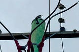 Noisy Birds, Beverages and Everyday Differences