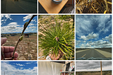 Our climate resilience nonprofit planted a Tiny Forest in the Desert.