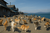 The World Is Full of Cat Cities. There Are Almost No Dog Cities. The Reason Is Not What You Think.