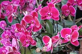 Valentine’s day drive / anticipated orchids / did not disappoint.