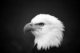 Black and white profile of a bald eagle from shoulders up gazing.