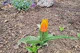 A single, orange and yellow Donald Duck tulip.