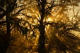 Autumn Light