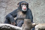 Em termos políticos, humanos e chimpanzés compartilham muitos códigos de conduta.