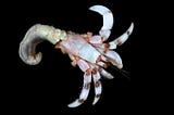 Carcinization: Why Crustaceans Keep Turning Into Crabs