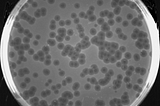 I minted a synthetic organism as an NFT. This could change biotech as we know it.