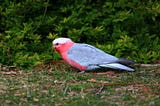 How do you cheer up your depressed birds?