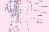 illustration of a back and skeletal spin on a pink background, with back shu acupuncture points highlighted