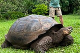 Galápagos Giant Tortoises and their Ikigai