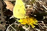 Yellow pierid butterfly on dandelion surrounded by dry grass.