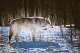 5 Recent Impacts to Northern Colorado Wolf Introduction