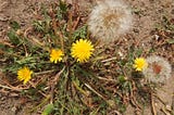 Dandelion in Bloom and Reseeding