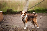 Choosing the Right Shelter Dog for Your Lifestyle