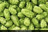 What are Hop Shoots?