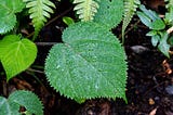 Gympie Gympie leaf