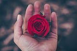 A hand holding a red rose in its palm