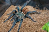 Biomimicry and the Mesmerizing Colors of Blue Tarantulas