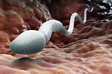 What is the cause of sperm adhesion?