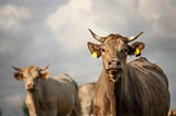 Is it possible to disrupt a cow?