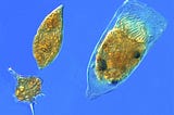 Microbe Profiles: Tintinnids