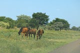Giving Way to Donkeys, Cattle and Horses on the Trans-Kalahari Highway