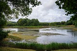 Wetlands Under Attack: Why These Vital Ecosystems Are Disappearing — And How We Can Protect Them